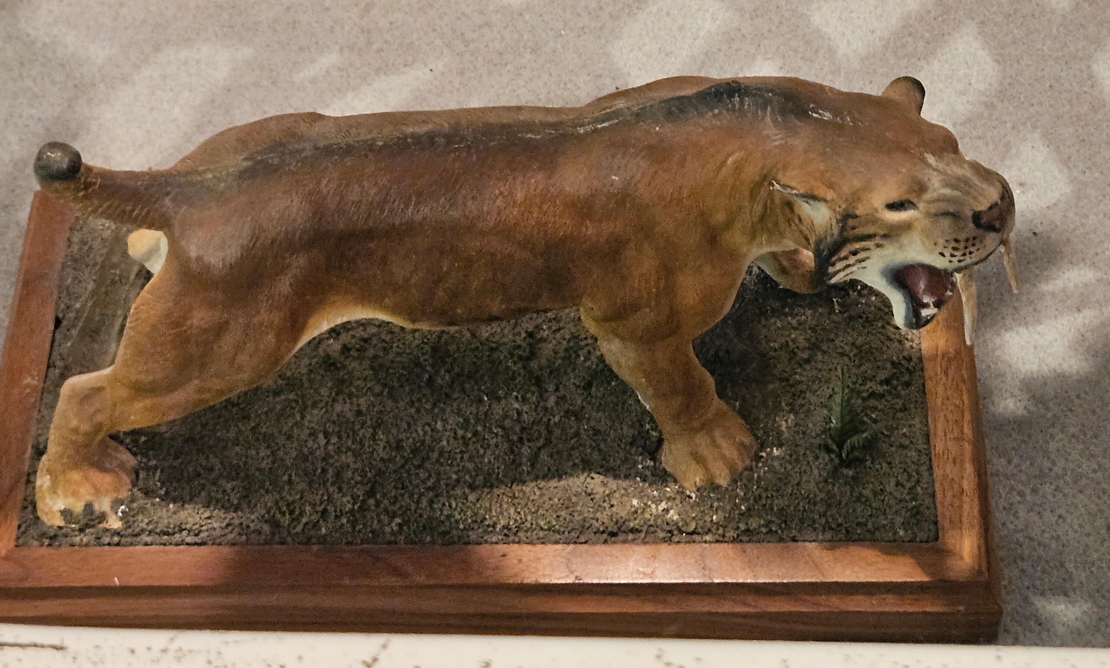 The Lost Universe 古代の巨大ネコ③巨大サーベルタイガー｜美原さつき