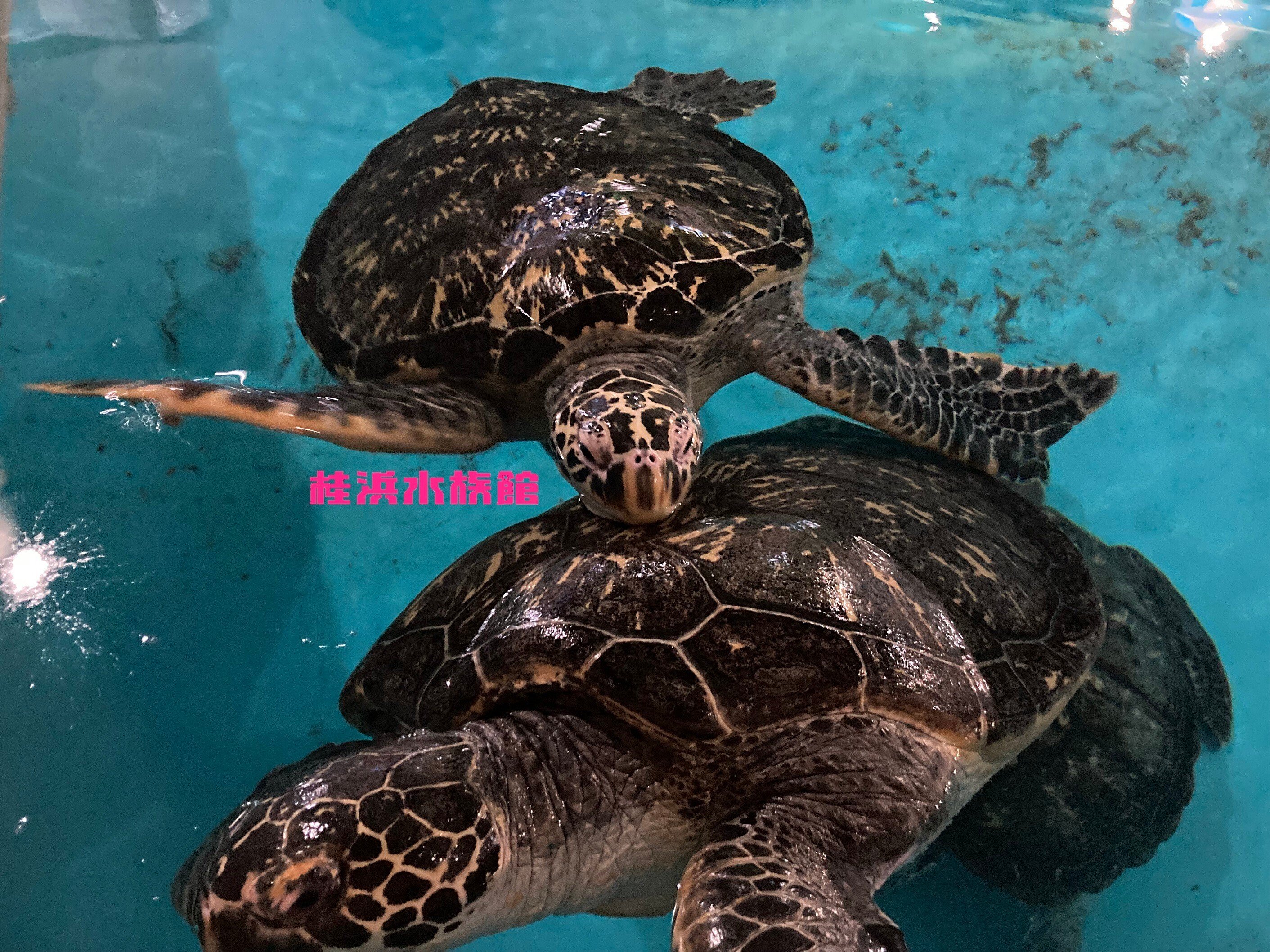 🐢🐢今日は『世界カメの日』🐢🐢｜桂浜水族館 公式