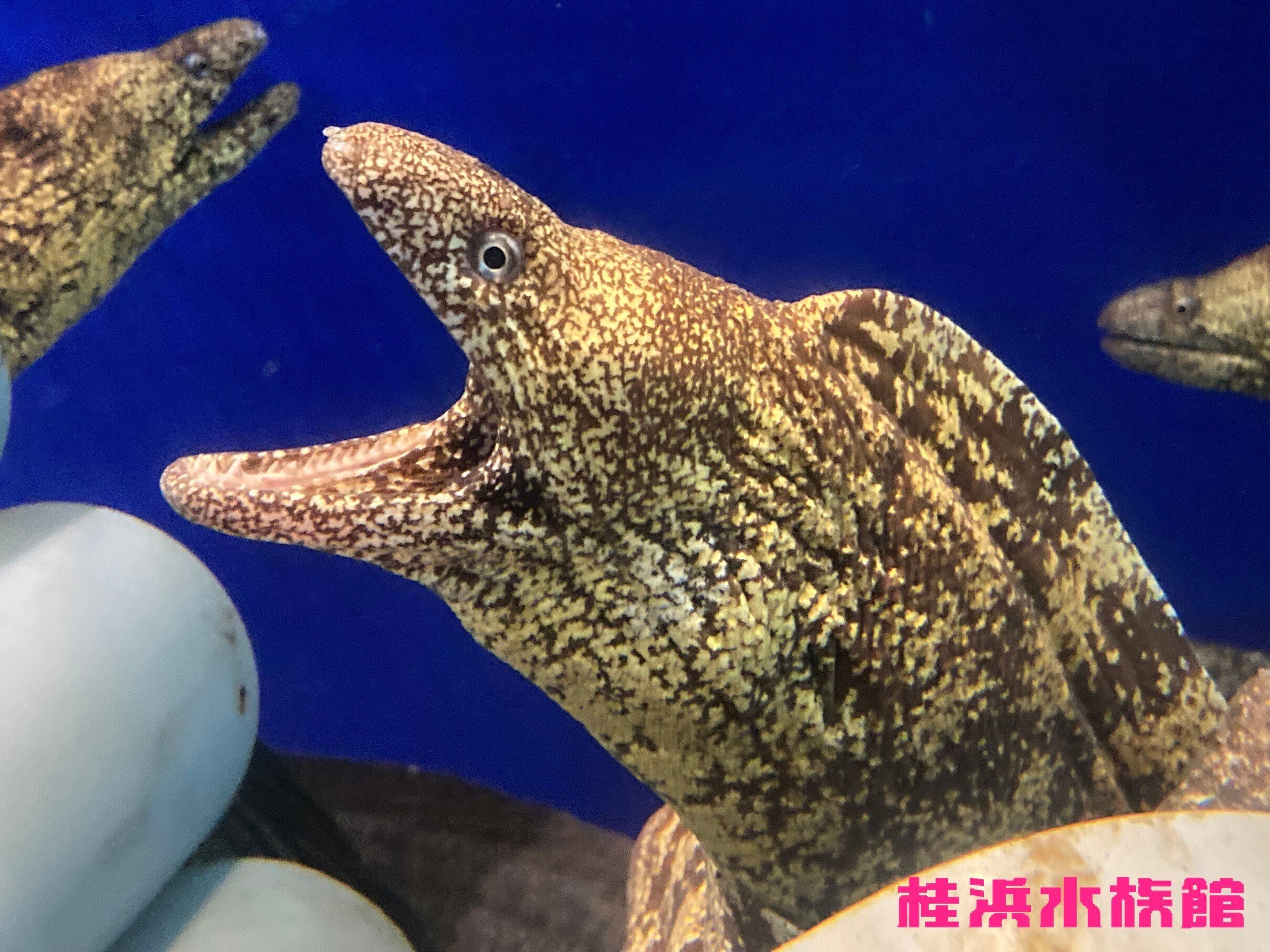 ウツボ《展示動物解説》｜桂浜水族館 公式