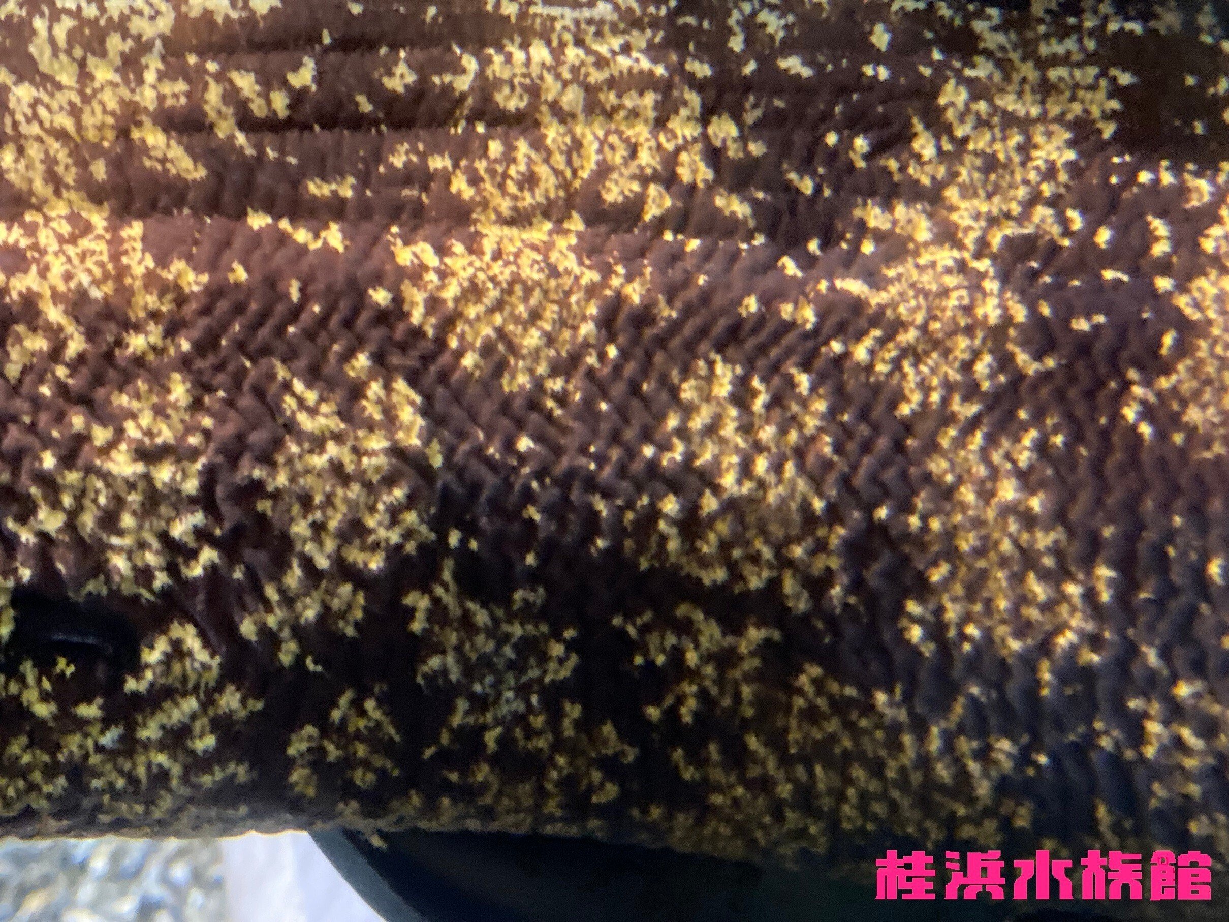 ウサギノネドコ 標本 コシダカウニ ホオズキ タンポポ カラマツ
