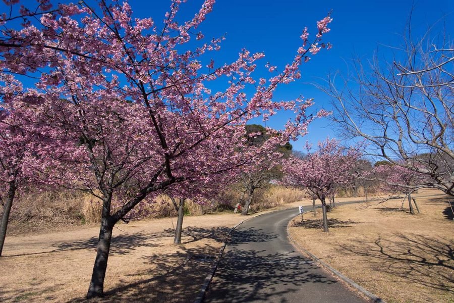 観音崎の河津桜 | X-T5 + SIGMA 16-300mm , 12mm F1.4｜borichan | 旅