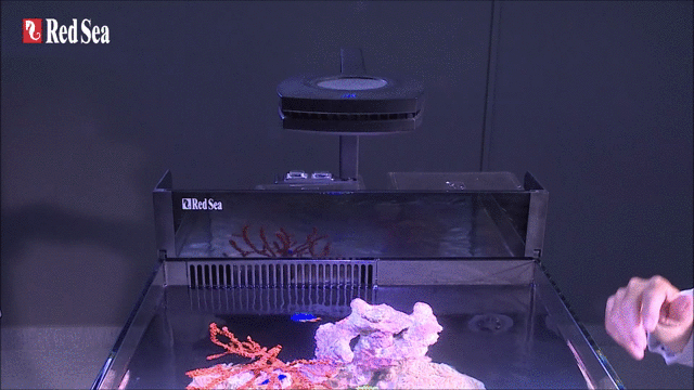 Red Sea Max Nano Reef System – Aqua Dreams