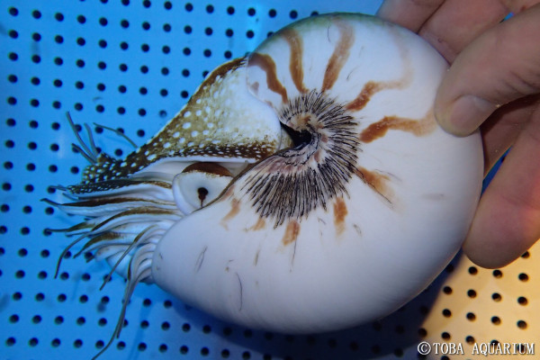 オウムガイの殻の黒いスジ | 鳥羽水族館 飼育日記
