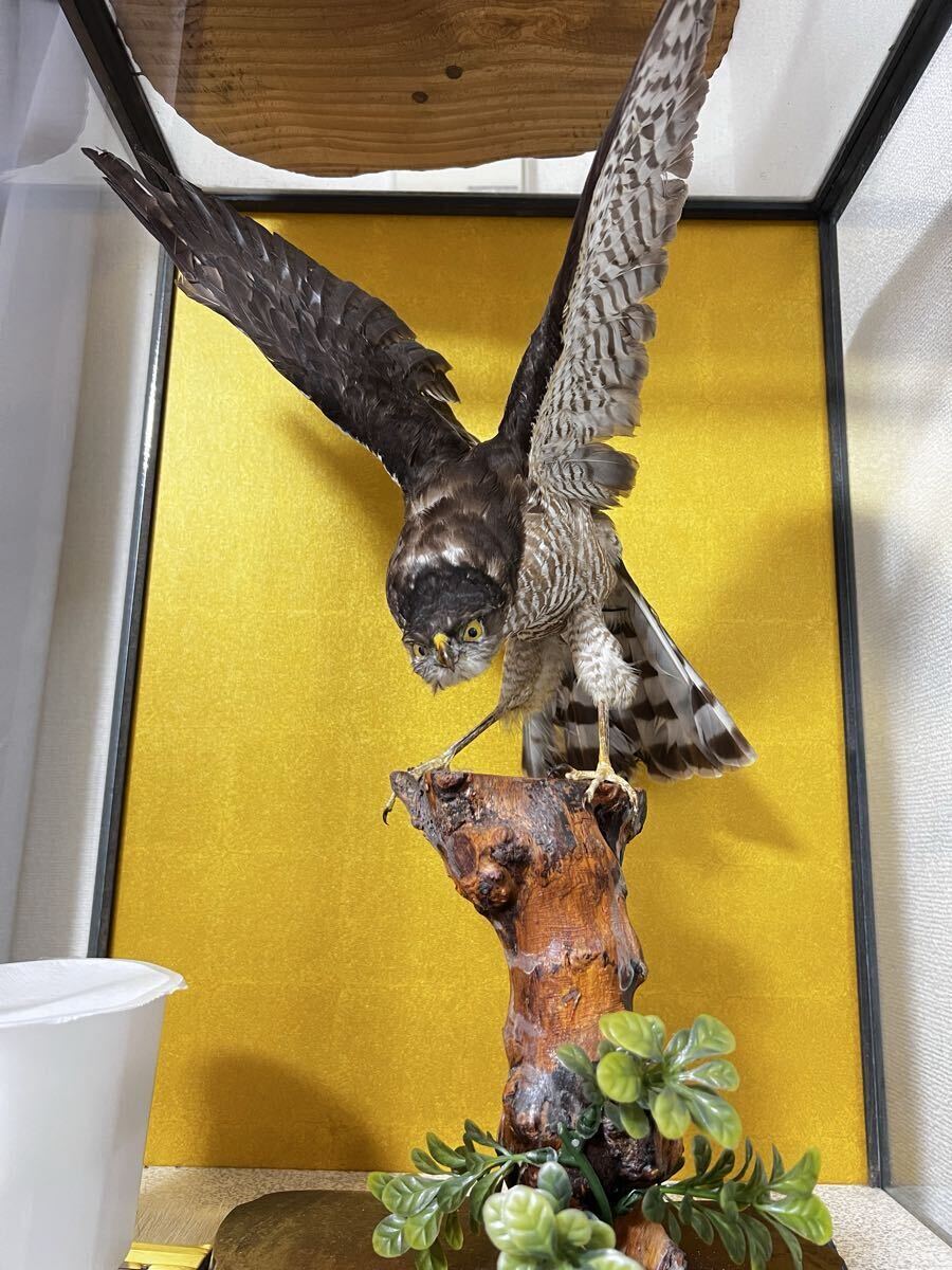 Yahoo!オークション -「剥製 鷹」の落札相場・落札価格