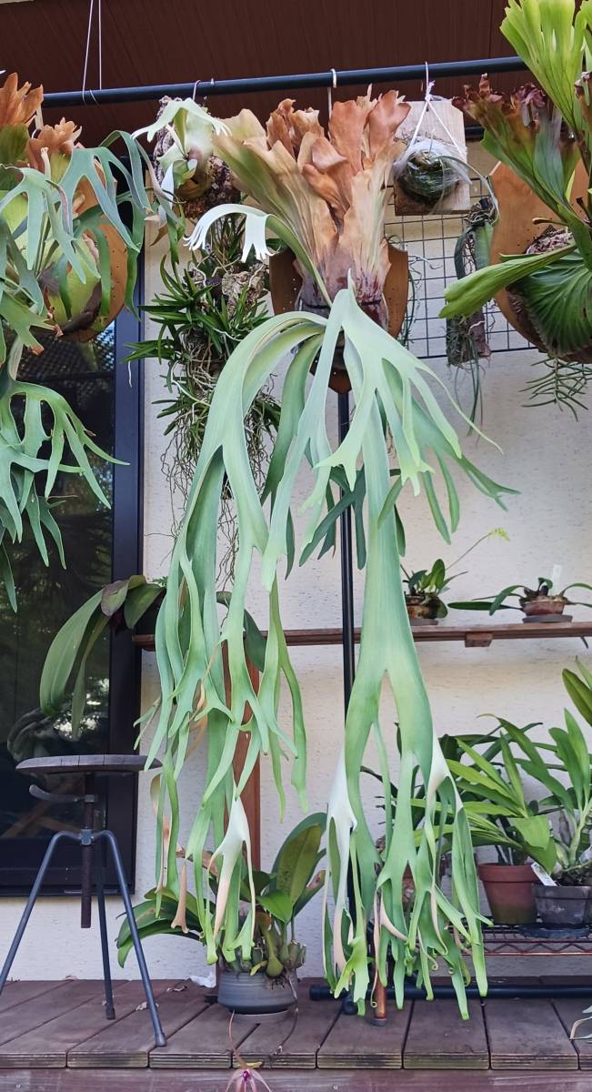 Yahoo!オークション - ビカクシダ ウィリンキー willinky button 子株