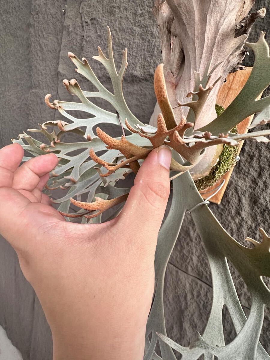 Yahoo!オークション - P. willinckii Fly ( Yellow Moon dwarf ) YMDS