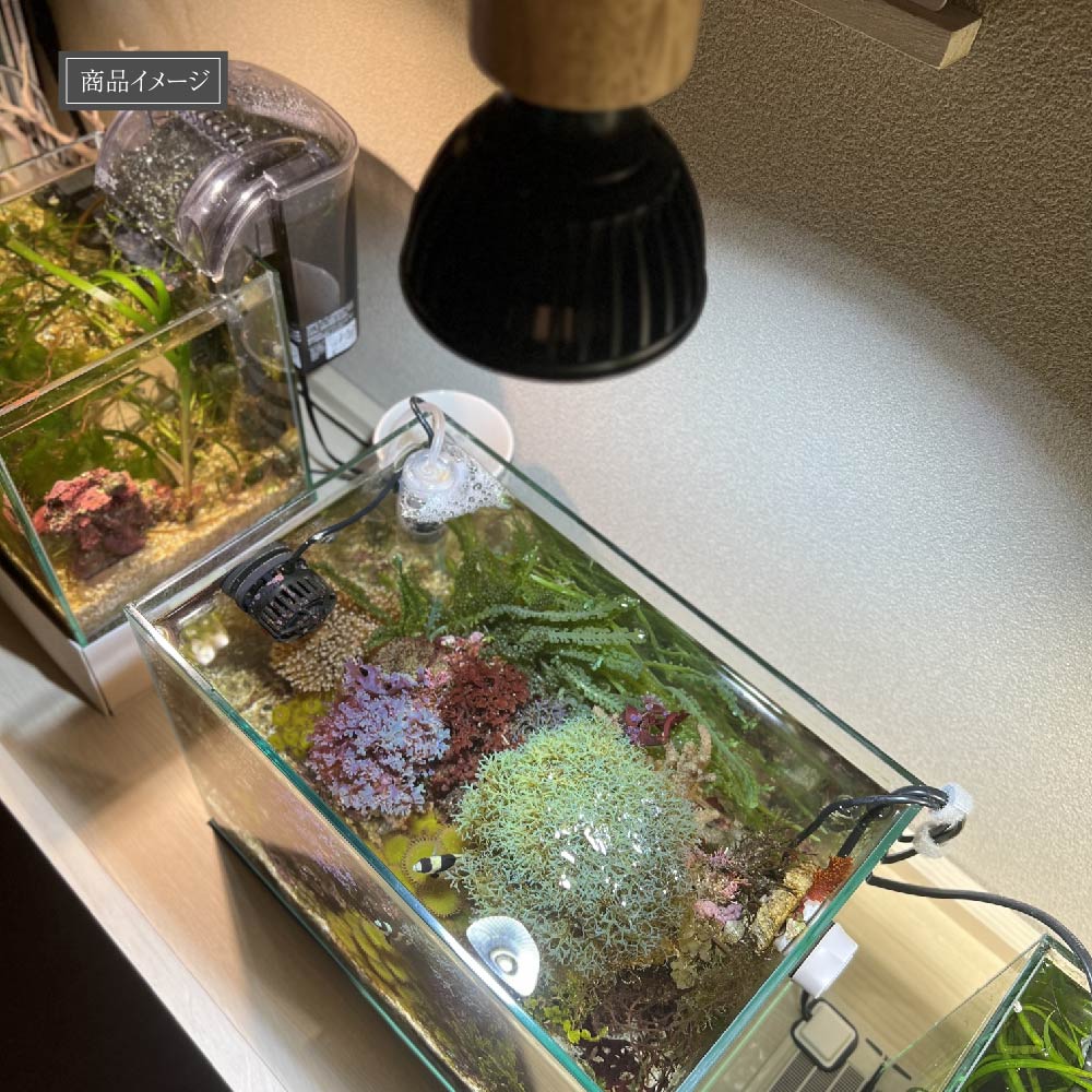 SUSANOO 10W】BULB E26 CCT: 11000~16000K – BARREL PLANT LIGHT