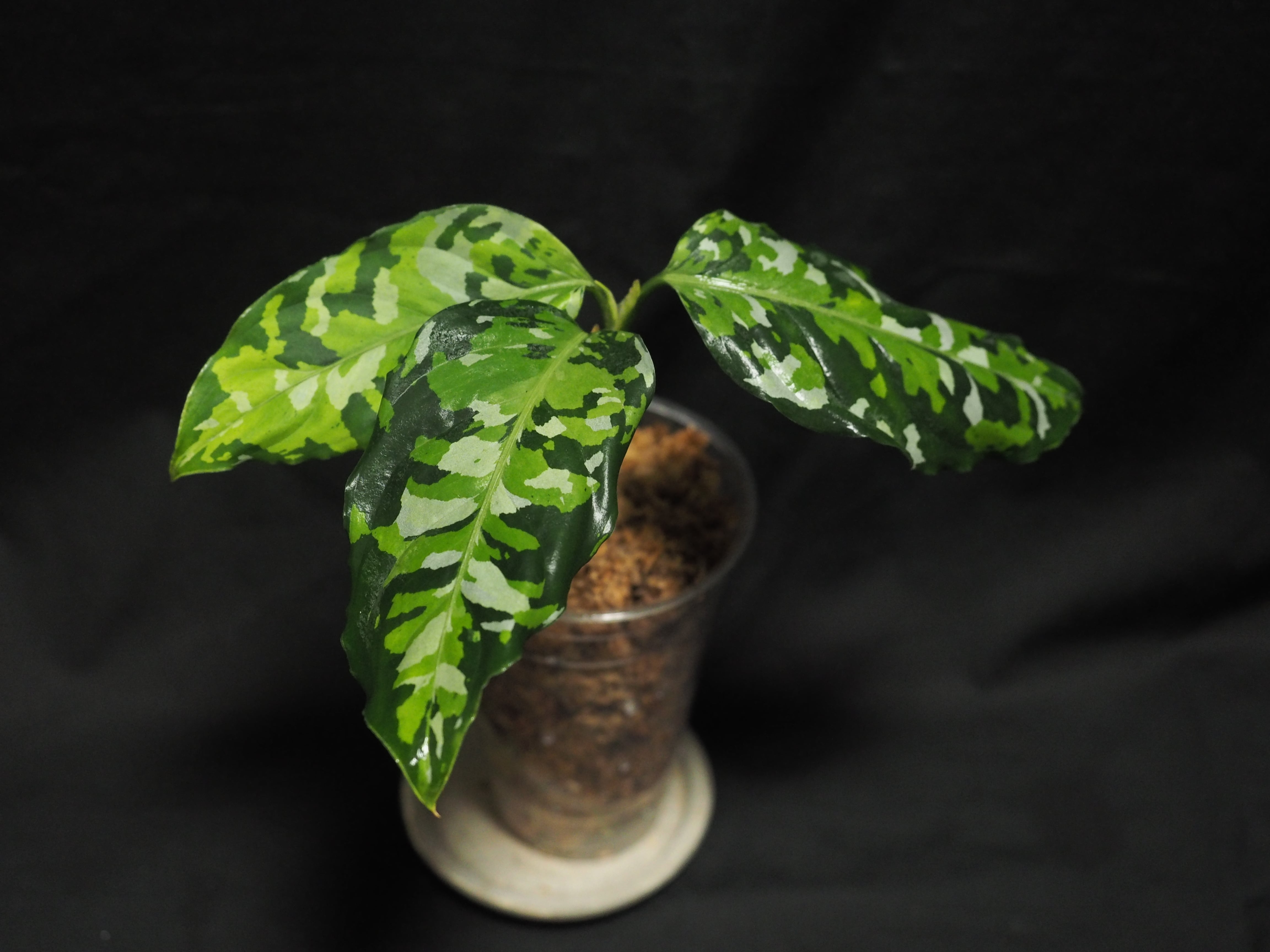 Aglaonema pictum var. tricolor アンダマン諸島 ポートブレア北部地域
