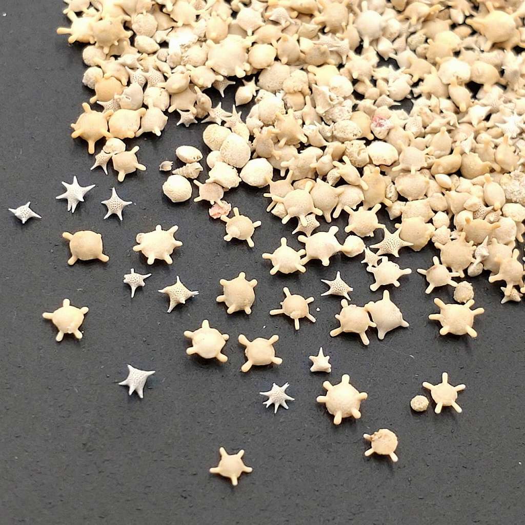 星の砂 星砂 沖縄県石垣島産 10g レジン用 天然 無漂白 封入用 封入