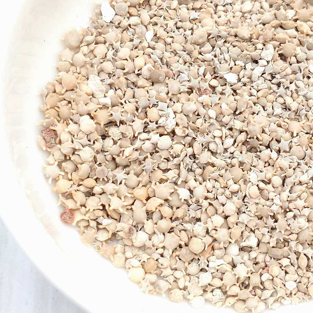 星の砂 星砂 沖縄県石垣島産 10g レジン用 天然 無漂白 封入用 封入