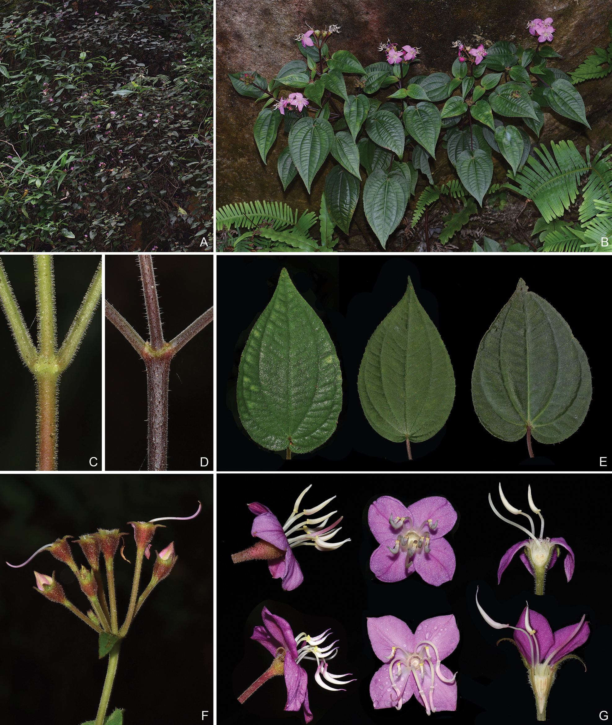 New taxa and nomenclatural changes in Bredia (Sonerileae