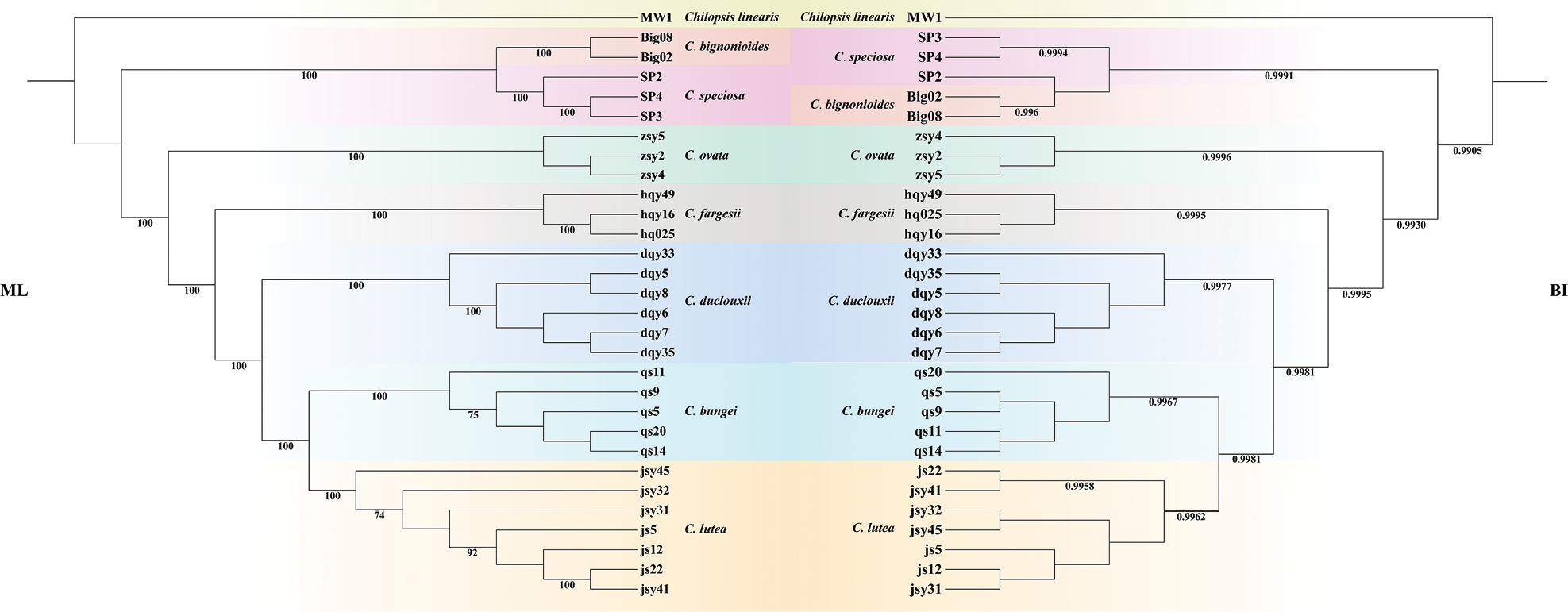Catalpa lutea (Bignoniaceae), a new species from north, central