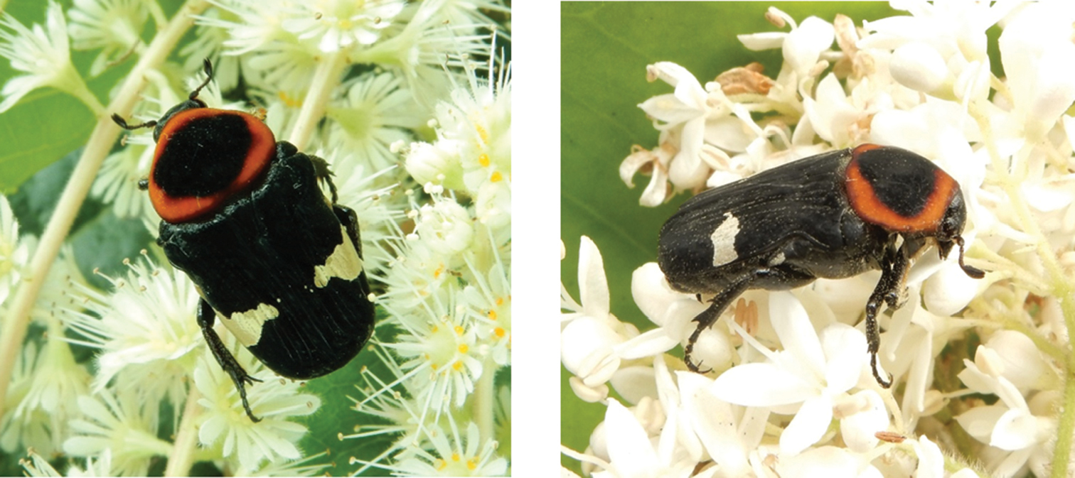 標本 China Yunnan Cetoniinae s.p 23mm China Yunnan Cetoniinae s.p