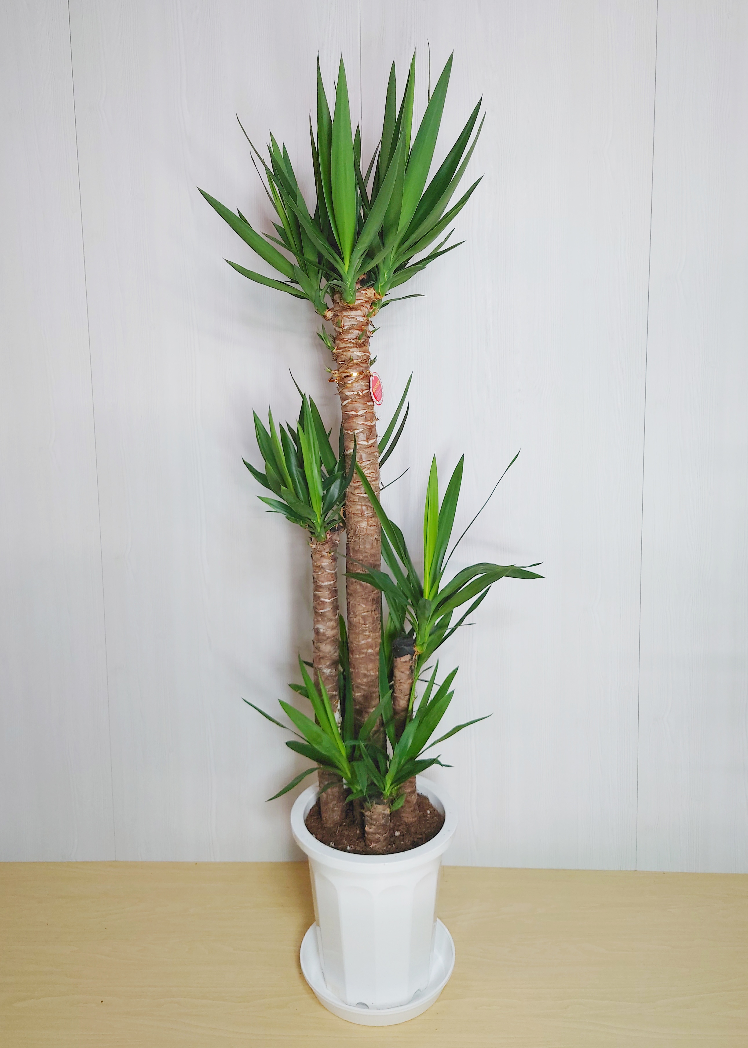 AL1154】ユッカ リギダ ホワイト個体 24cm鉢 AL1154】ユッカ リギダ