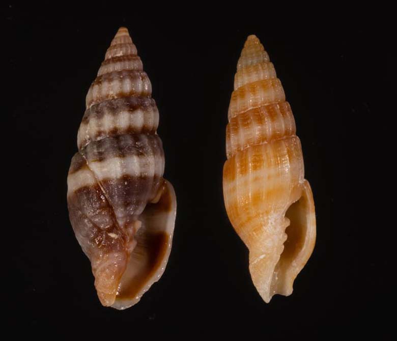 貝 標本 カブトソデガイ 超大型21㎝