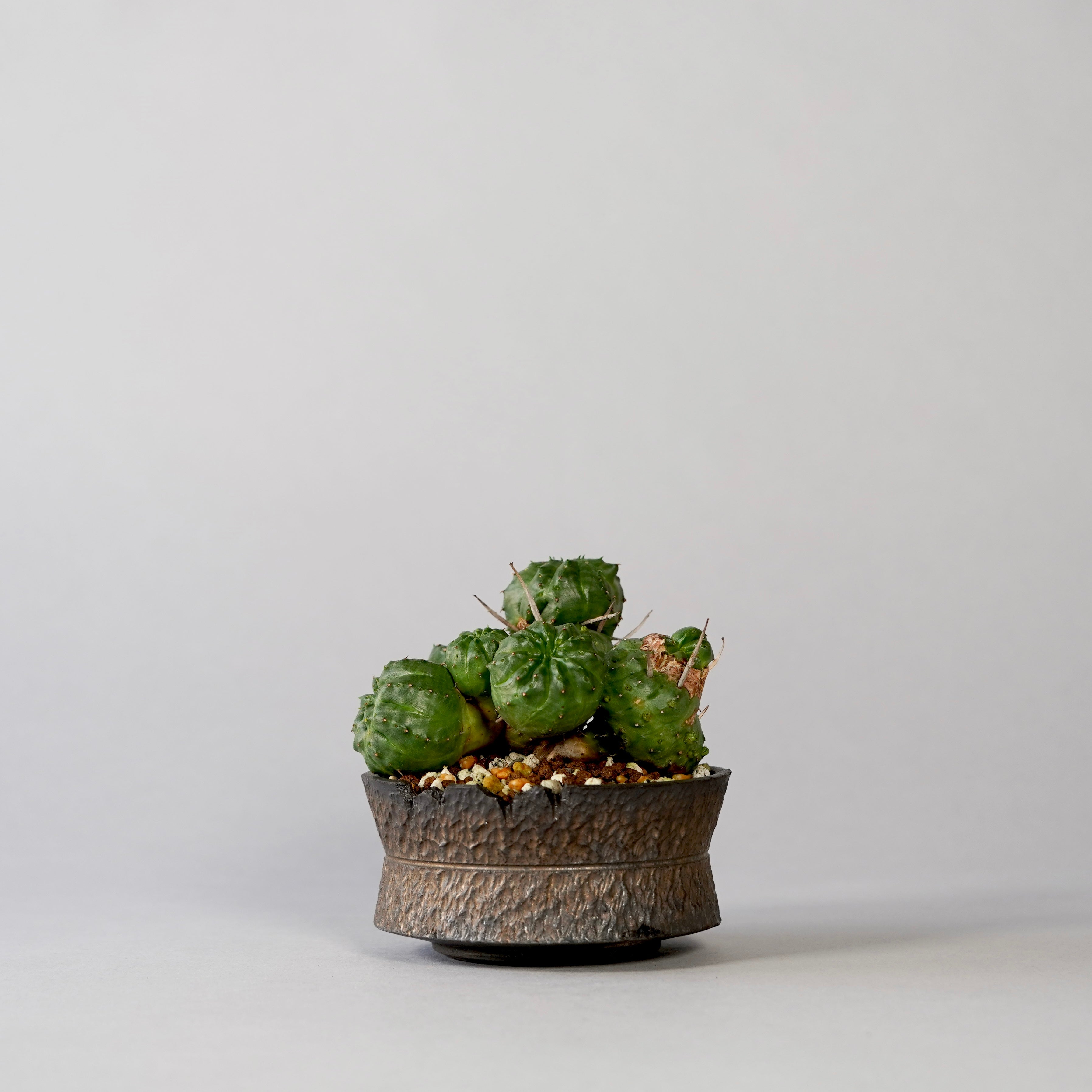 botanize.jp – BOTANIZE