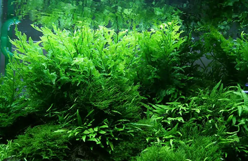 ボルビティスの種類と育成方法｜美しい水景を楽しむために | BloodCore