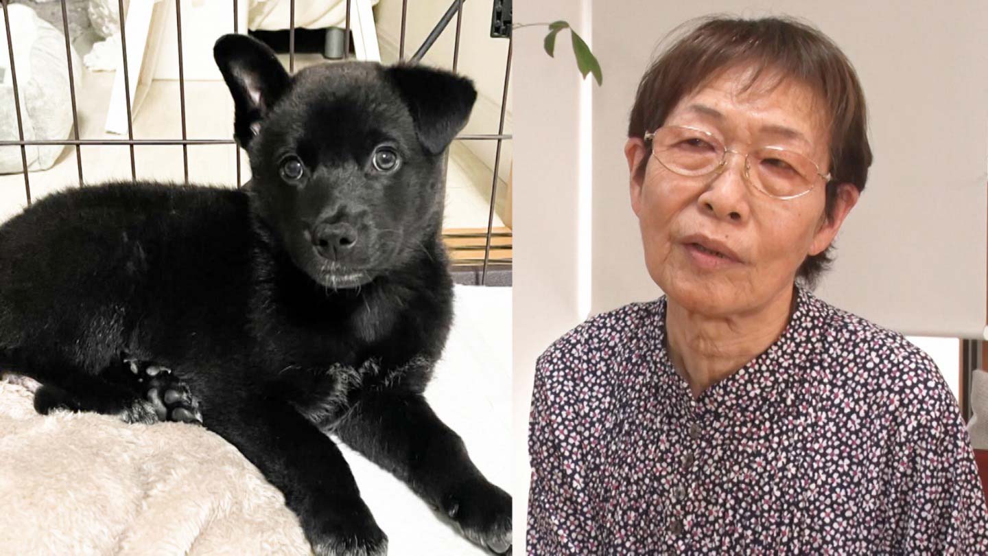 いぬじかん」2025年7月19日（土）の放送内容：いぬじかん ねこ自慢｜BS-TBS