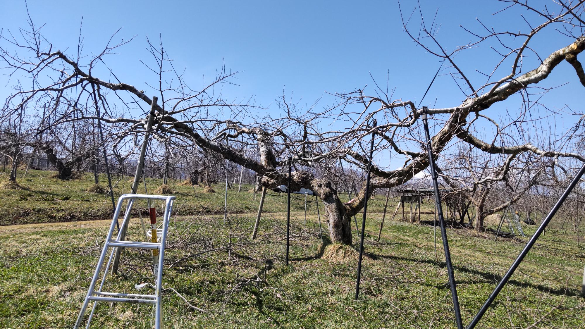 農作業記録 ～剪定作業編～ - ブラベリーファーム | 太陽の贈り物