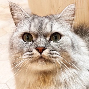 宮崎橘通店 猫一覧｜猫カフェ MOCHA(モカ)