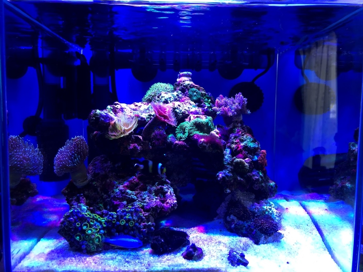 オルカ 「ミニットストリーム2000」の設置レビュー - Aquarium_Shinagawa