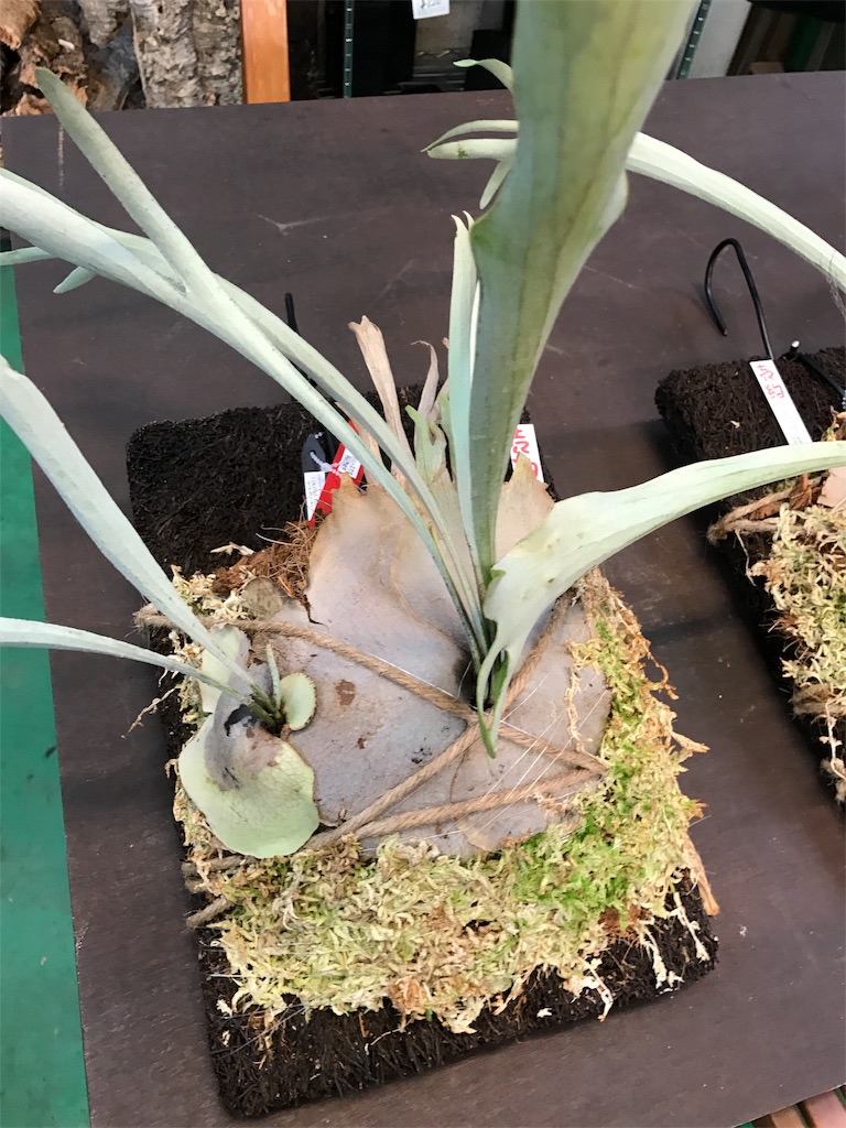 P. veitchii (wild)の成長記録 - bikalog