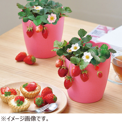 聖新陶芸 摘みたていちご栽培セット GD1000｜【ハンズネットストア】