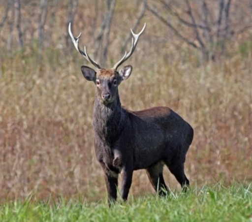 蝦夷鹿の角 買い取ります 1kg2000円】エゾシカの角の処分にお困りで