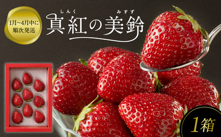 ☆予約受付☆黒色いちご 真紅の美鈴｜ 苺 果物 くだもの フルーツ 旬