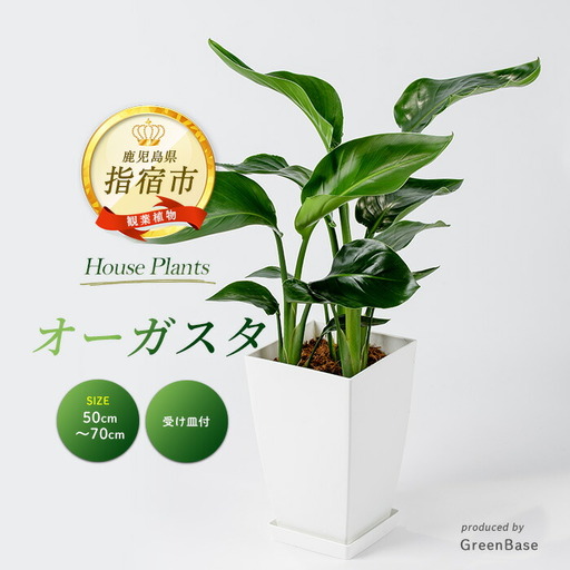 2026年1月中旬～発送【観葉植物】オーガスタ50cm～70cm Green Base 014