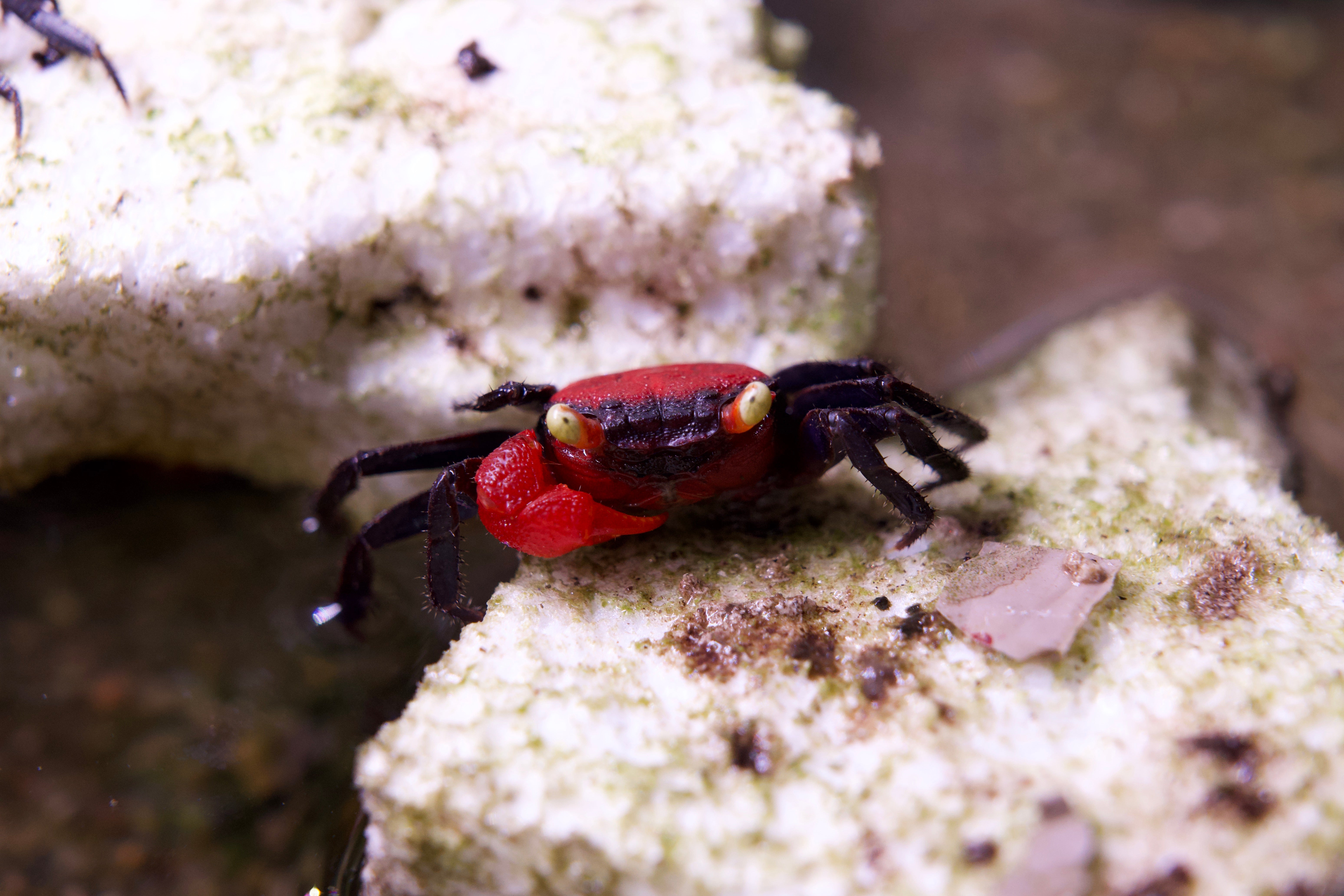 Red Devil Vampire Crab – CK Fishworld