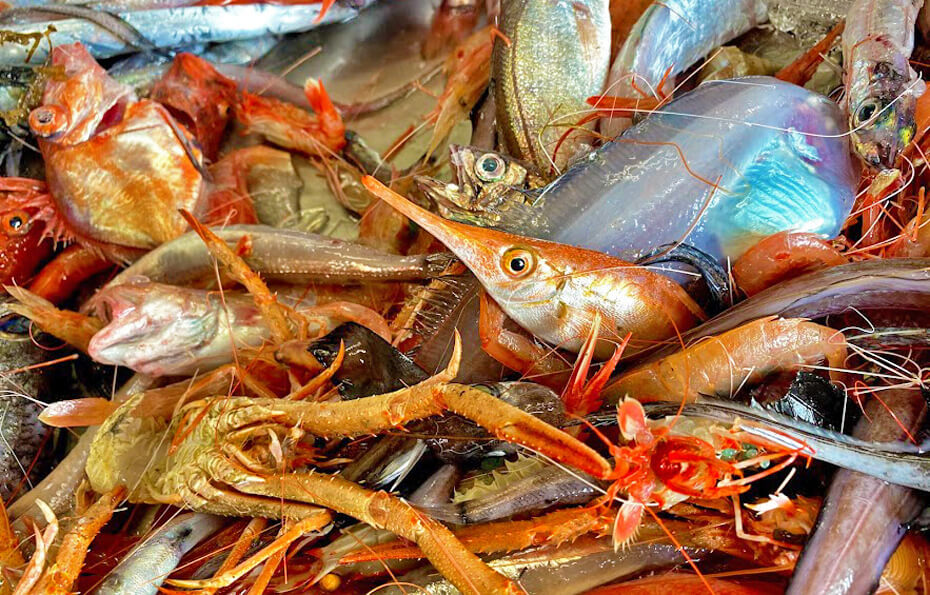 伊豆半島の小さな漁村・戸田に「深海魚直送便」がつくる漁業の新しい道