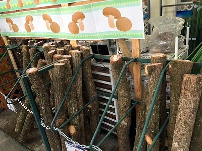 しいたけホダ木 チューリップ4種 しいたけホダ木 チューリップ4種 楽天