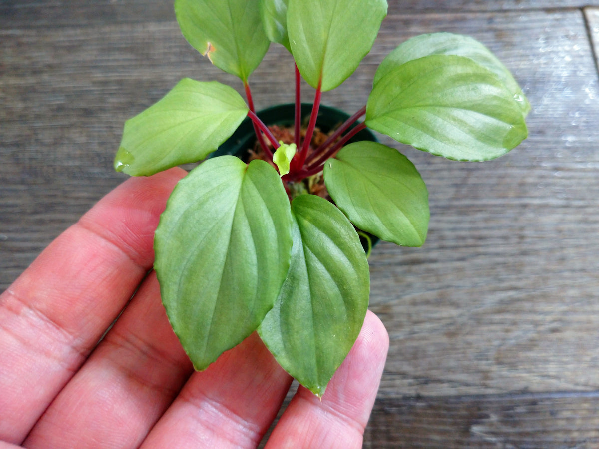 ホマロメナ – e-scape online