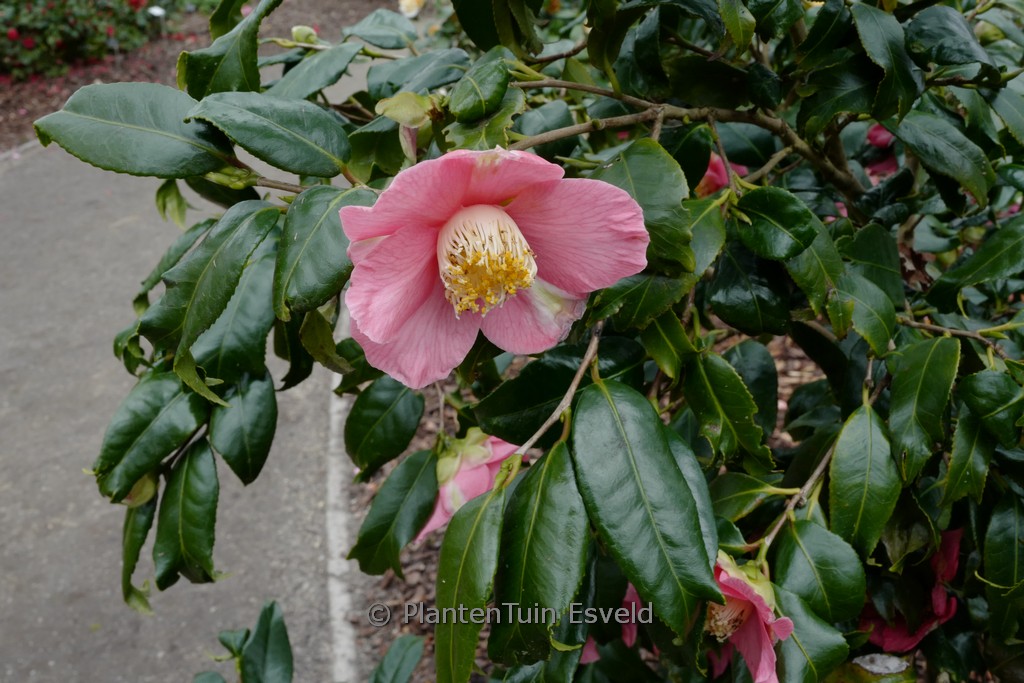 Camellia japonica 'Kingyo-tsubaki' – Esveld Shop