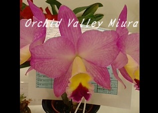 当園MC・分け株 - オーキッドバレーミウラ