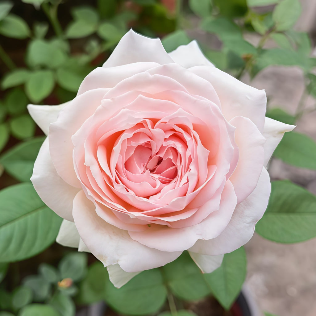 Mona_lisa_Rose004_1024x1024.