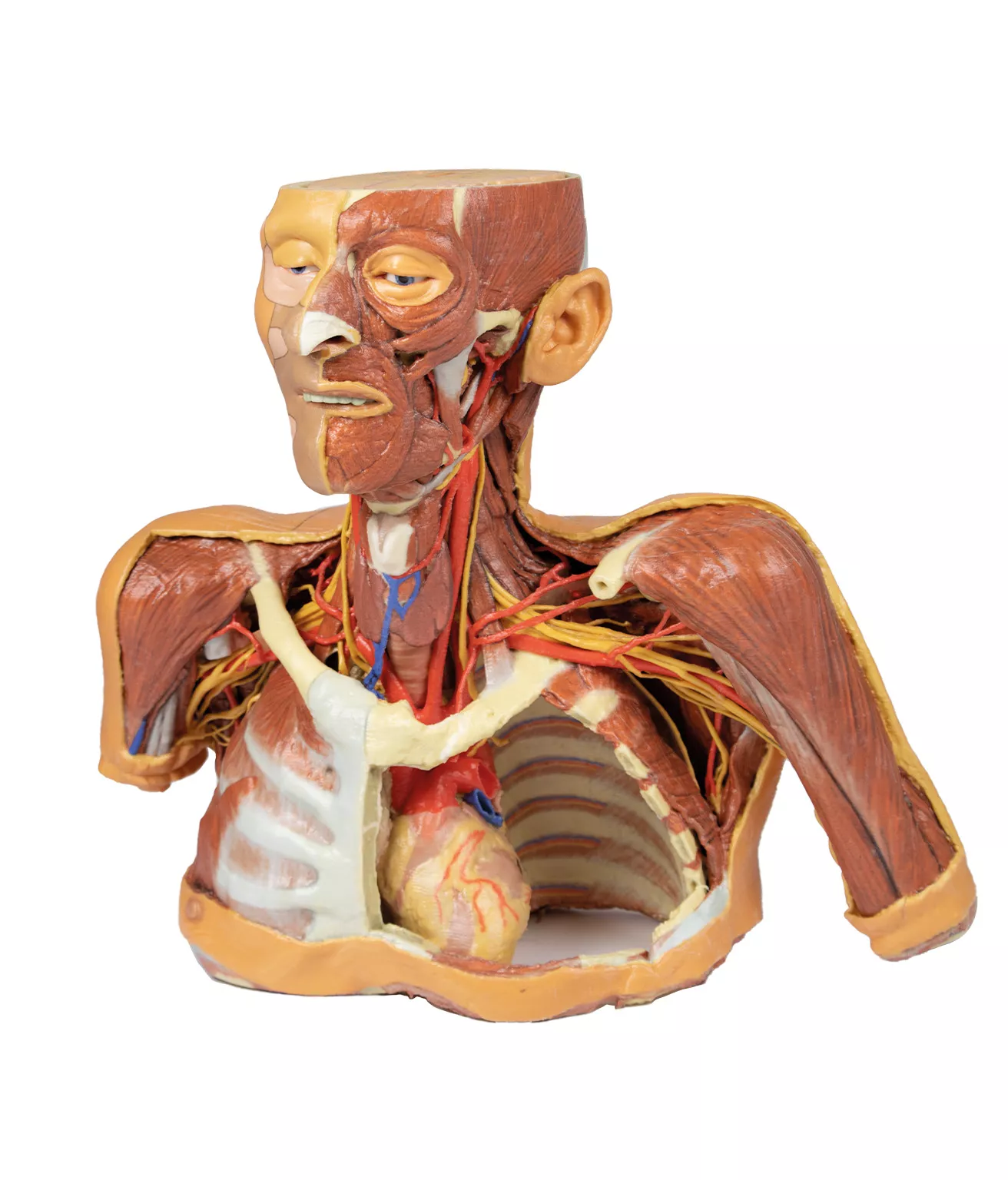 ERLER ZIMMER 人体模型 Erler-Zimmer 22 Part Didactical Osteopathic