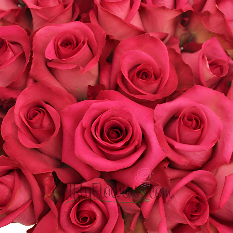 Buy Wholesale Purple Cezzane Hot Pink Rose in Bulk - FiftyFlowers
