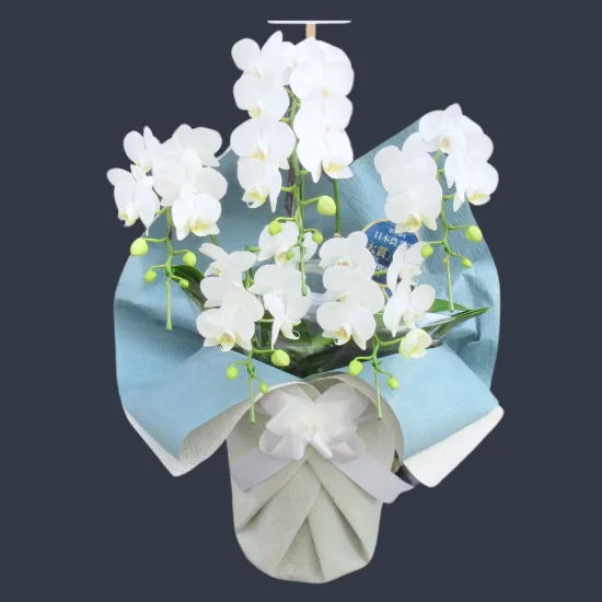 大輪胡蝶蘭 白 3本立 36～41輪 - 胡蝶蘭専門店 Lian