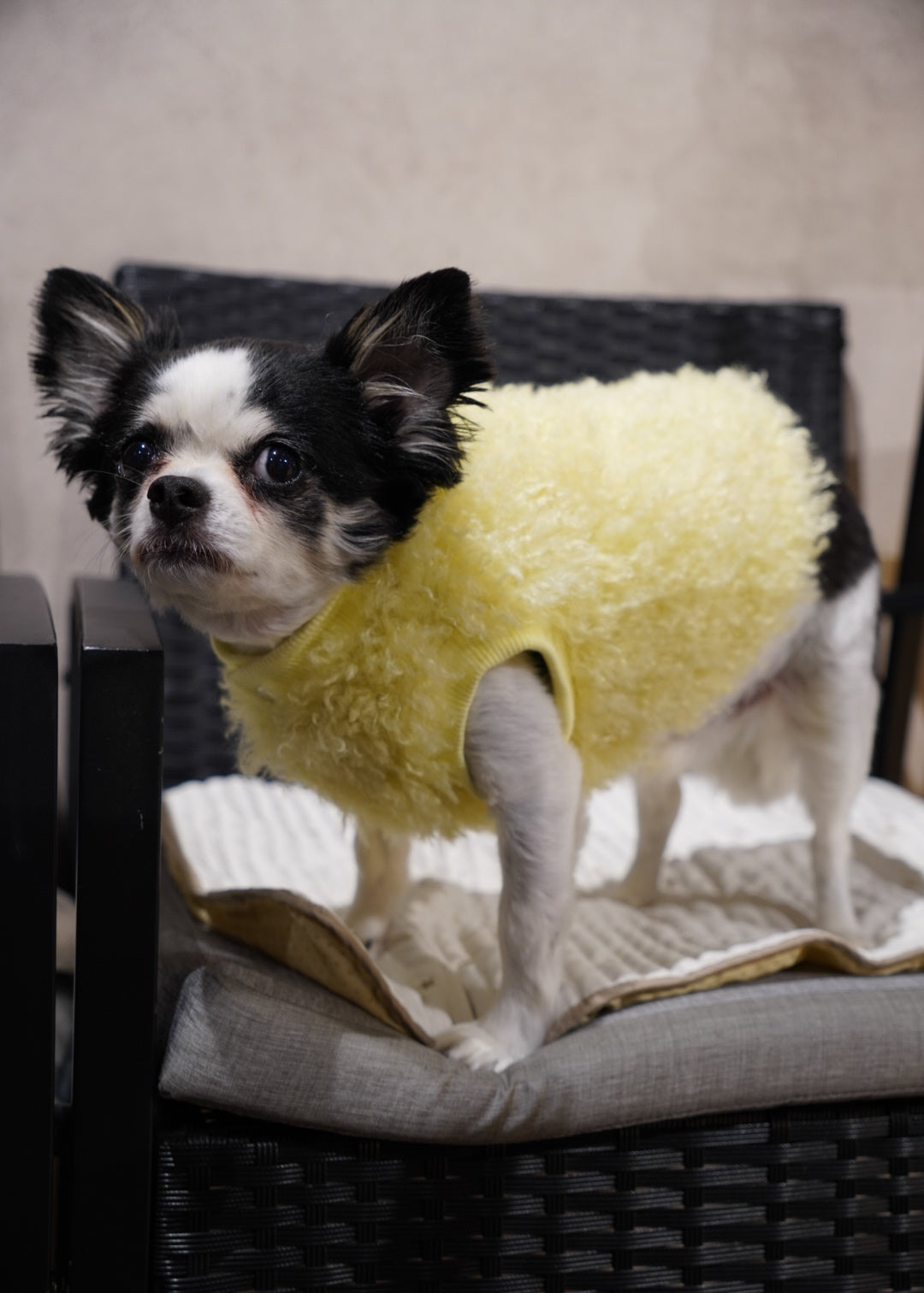 ソフトファーベスト – Forest Tokyo