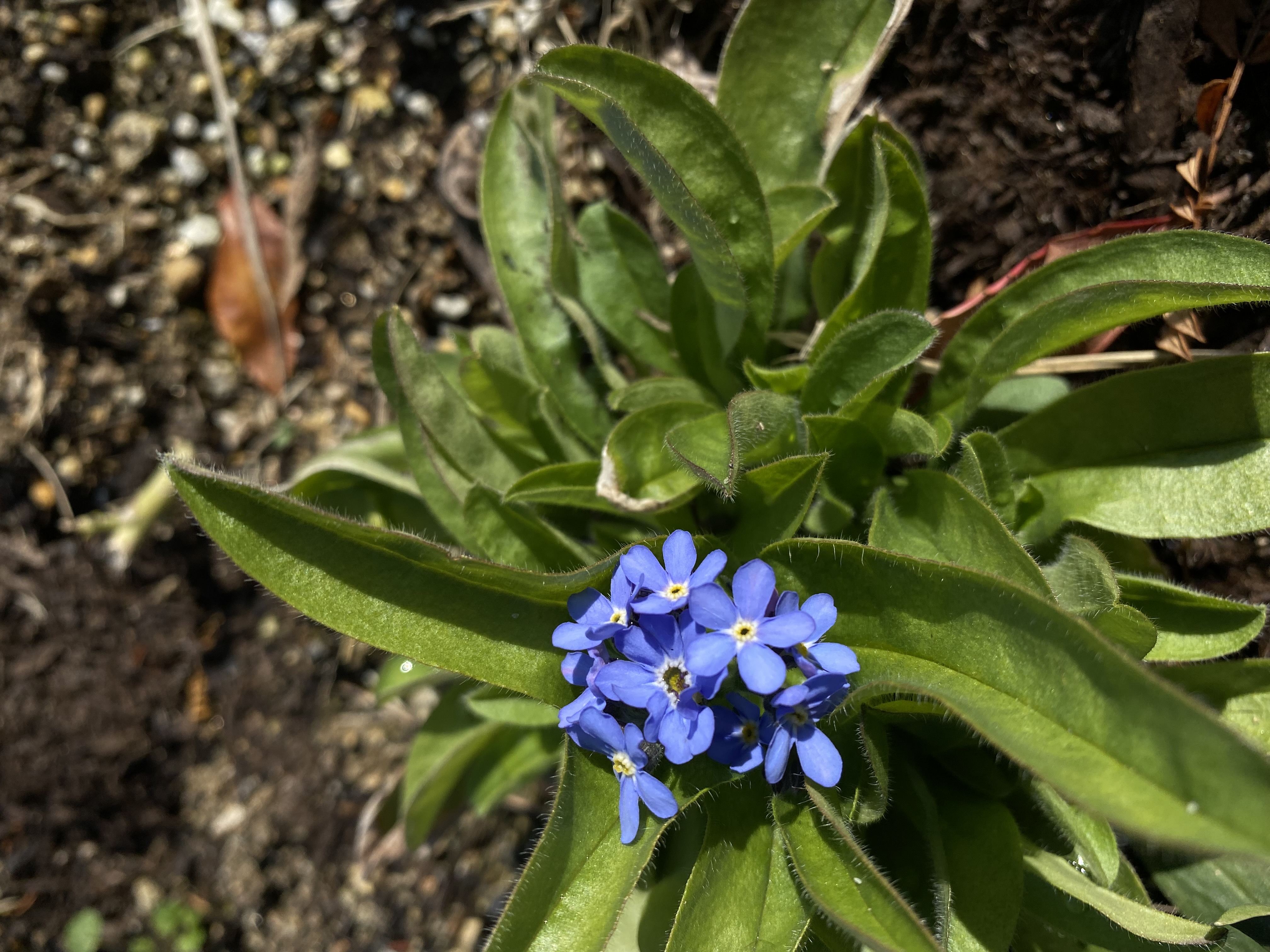 ワスレナグサってどんな花？｜トピックス｜FM FUKUOKA (エフエム福岡)