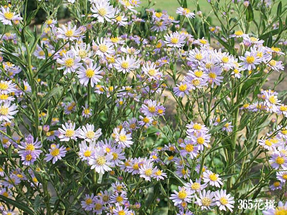 シオン（紫苑）｜園芸植物小百科｜育て方｜花の写真