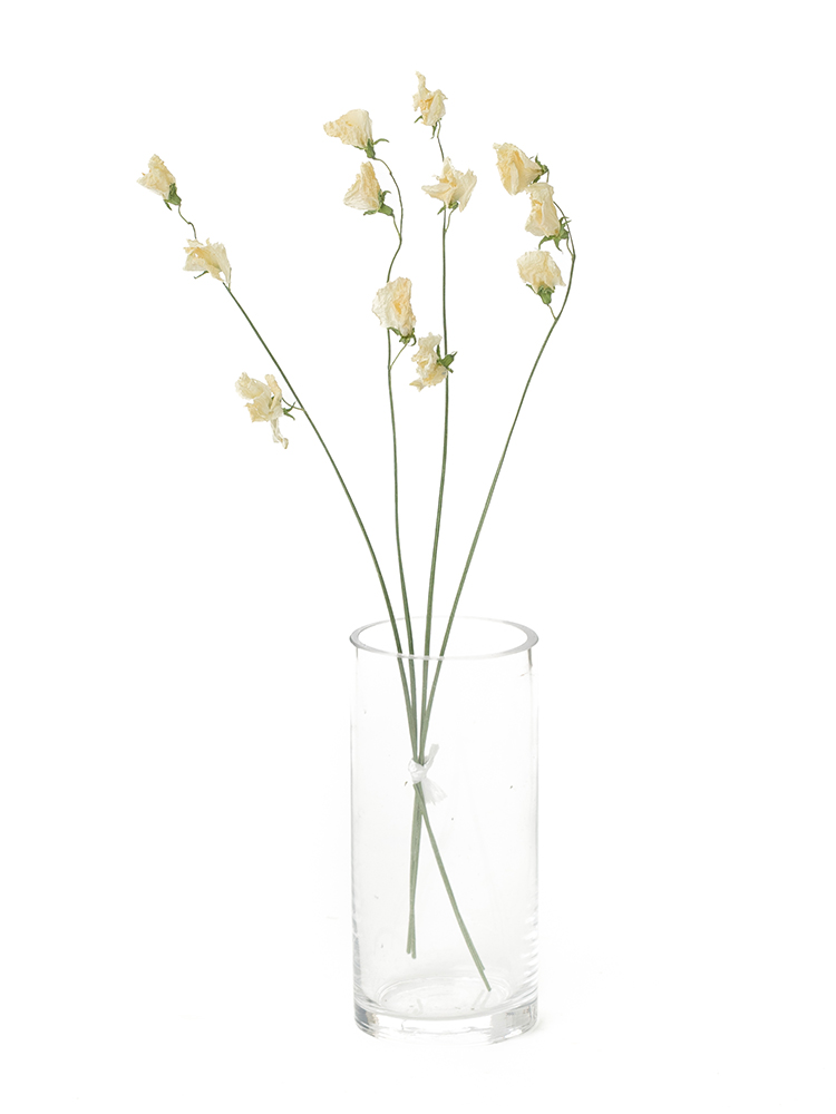 ドライ】スイートピー(白) 品種おまかせ【40cm】｜Flower Smith Market