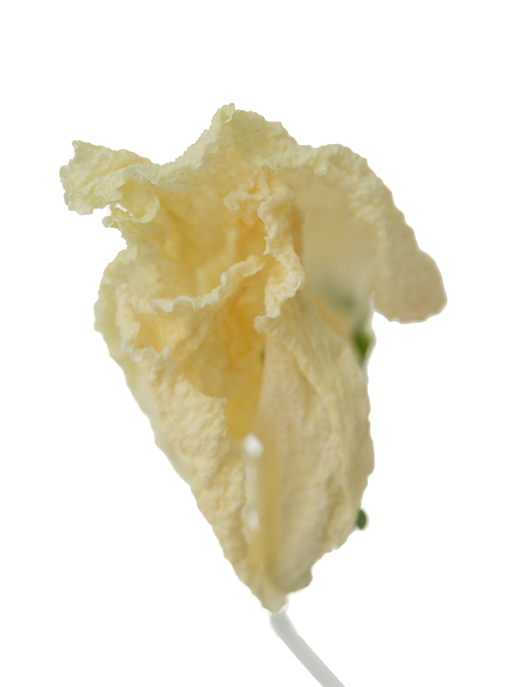 ドライ】スイートピー(白) 品種おまかせ【40cm】｜Flower Smith Market