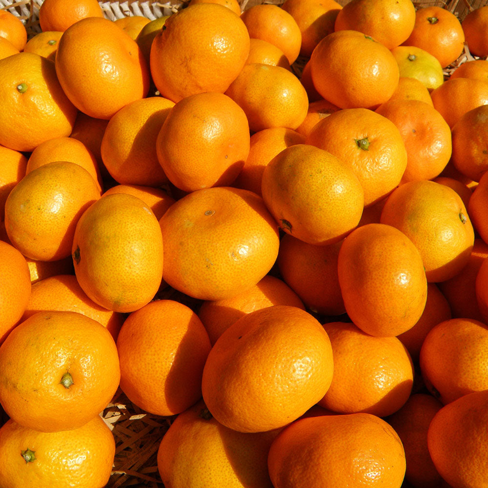 みかんページ みかん様 ミカン みかんページ ミカン様 ミカン様 蜜柑様