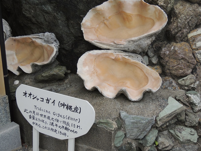 オオシャコ貝 | お伊勢参りは二見から 二見興玉神社